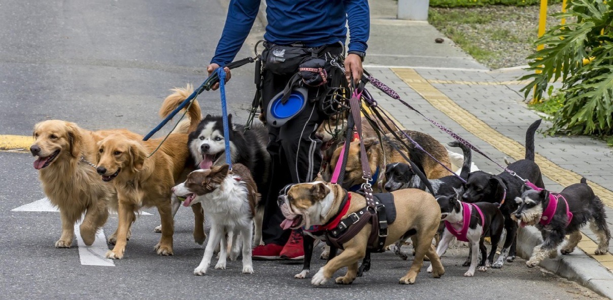 Ofrecen 18 por hora por cuidar y pasear mascotas en El Doral Aplique así