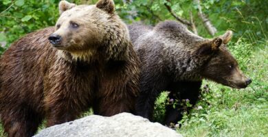 En Florida buscan personas para trabajar previendo conflictos con osos