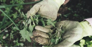 Dónde solicitar capacitación y empleo para agricultores extranjeros 2022