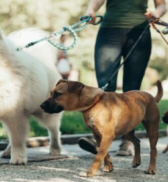 Ofertas de EMPLEOS en Miami para cuidadores de Mascotas [+REQUISITOS]