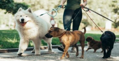 Ofertas de EMPLEOS en Miami para cuidadores de Mascotas [+REQUISITOS]