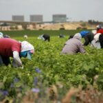 Empleos para latinos: Nuevas vacantes agrícolas en granjas del Sur de Florida