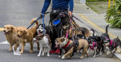Empleos para latinos en cuidados de mascotas en el sur de Florida (Lista de vacantes)