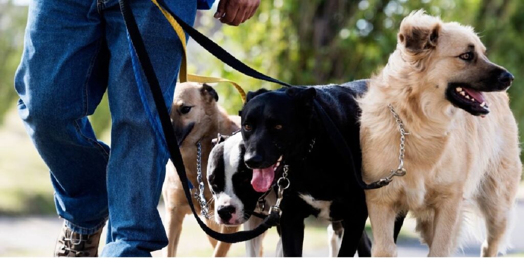 Están contratando cuidadores de mascotas en el Sur de Florida: Pagan hasta $20/hora