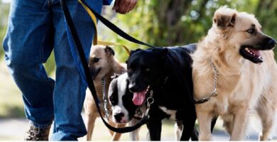 Están contratando cuidadores de mascotas en el Sur de Florida: Pagan hasta $20/hora