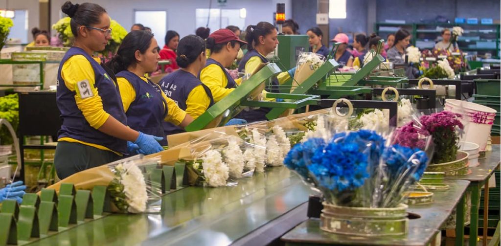 Trabajo en Miami, Solicitan empacadores de flores en almacenes