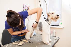 Empleos de Groomer en Florida