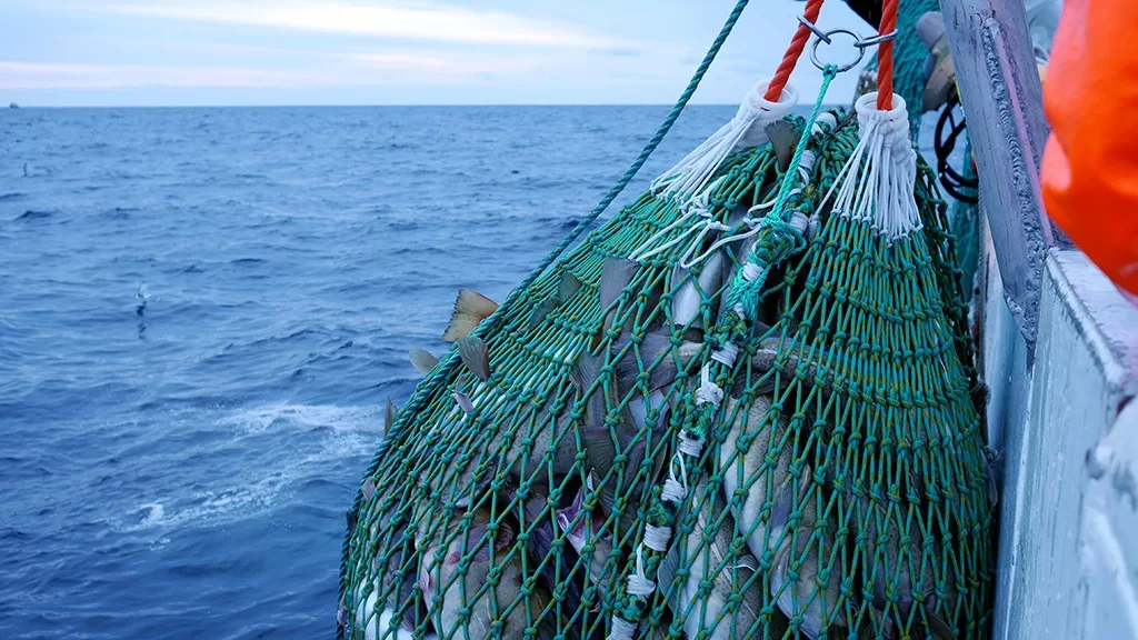 trabajar de pescador en noruega